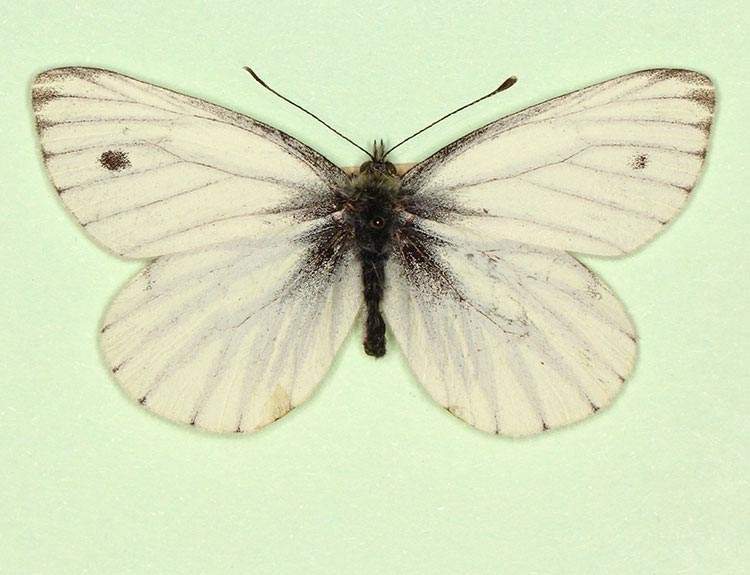 Pieris napi male (aberrant form nov 3) (Internet Image property of respective owner, non-commercial use only)